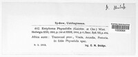 Entyloma australe image